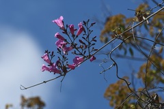Fridericia chica