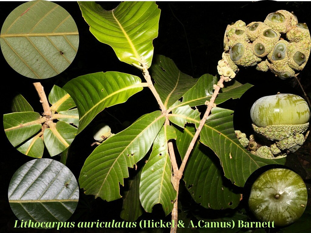 Lithocarpus auriculatus (Lithocarpus auriculatus)