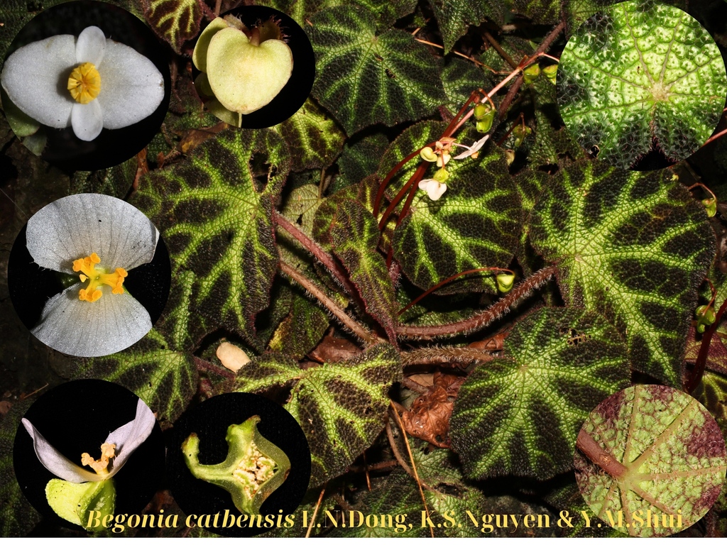 Begonia catbensis (Begonia catbensis)
