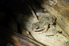 Manabi Dwarf Frog photo 3