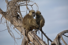 Yellow Baboon photo 4
