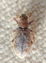 Pachyrhinus californicus