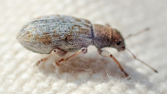 Pachyrhinus californicus