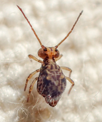 Ptenothrix maculosa