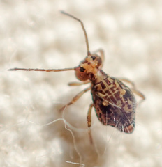 Ptenothrix maculosa