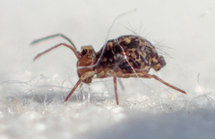 Ptenothrix maculosa
