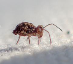 Ptenothrix maculosa