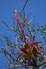 Tillandsia belloensis