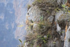 Tillandsia beutelspacheri