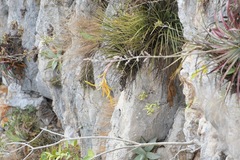 Tillandsia beutelspacheri