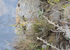 Tillandsia beutelspacheri