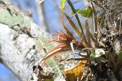 Tillandsia capitata