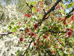 Ribes menziesii