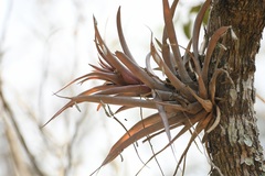 Tillandsia capitata