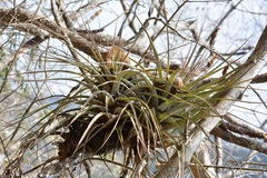 Tillandsia elusiva