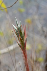 Tillandsia juncea
