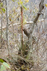 Tillandsia juncea