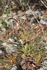 Tillandsia tricolor