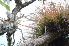 Tillandsia tricolor