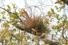 Tillandsia zoquensis