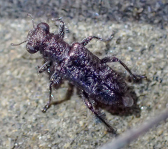 Phyllobaenus