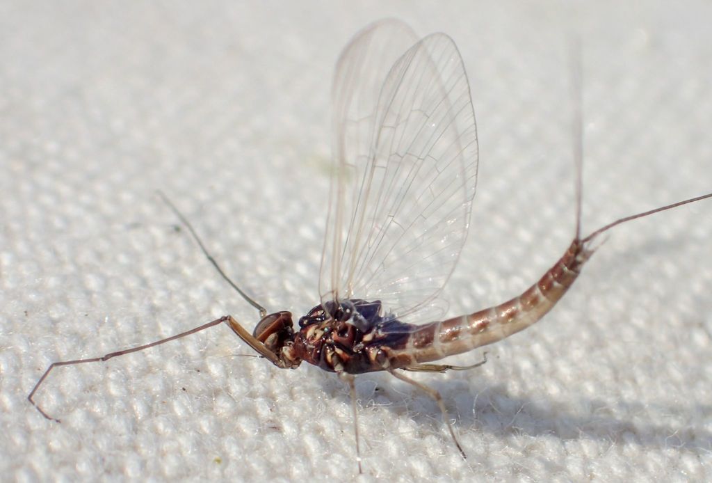Baetis bicaudatus