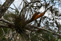 Tillandsia zoquensis
