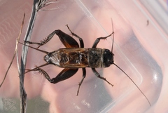 Gryllus multipulsator