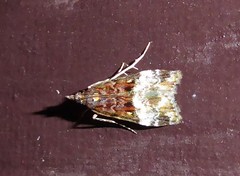 Scoparia minusculalis