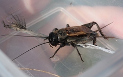 Gryllus multipulsator