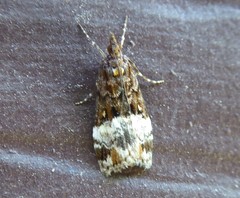 Scoparia minusculalis