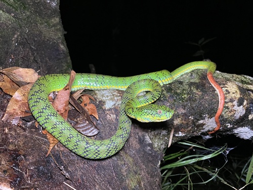 Photo of a Schultze's Pit Viper (Trimeresurus schultzei)