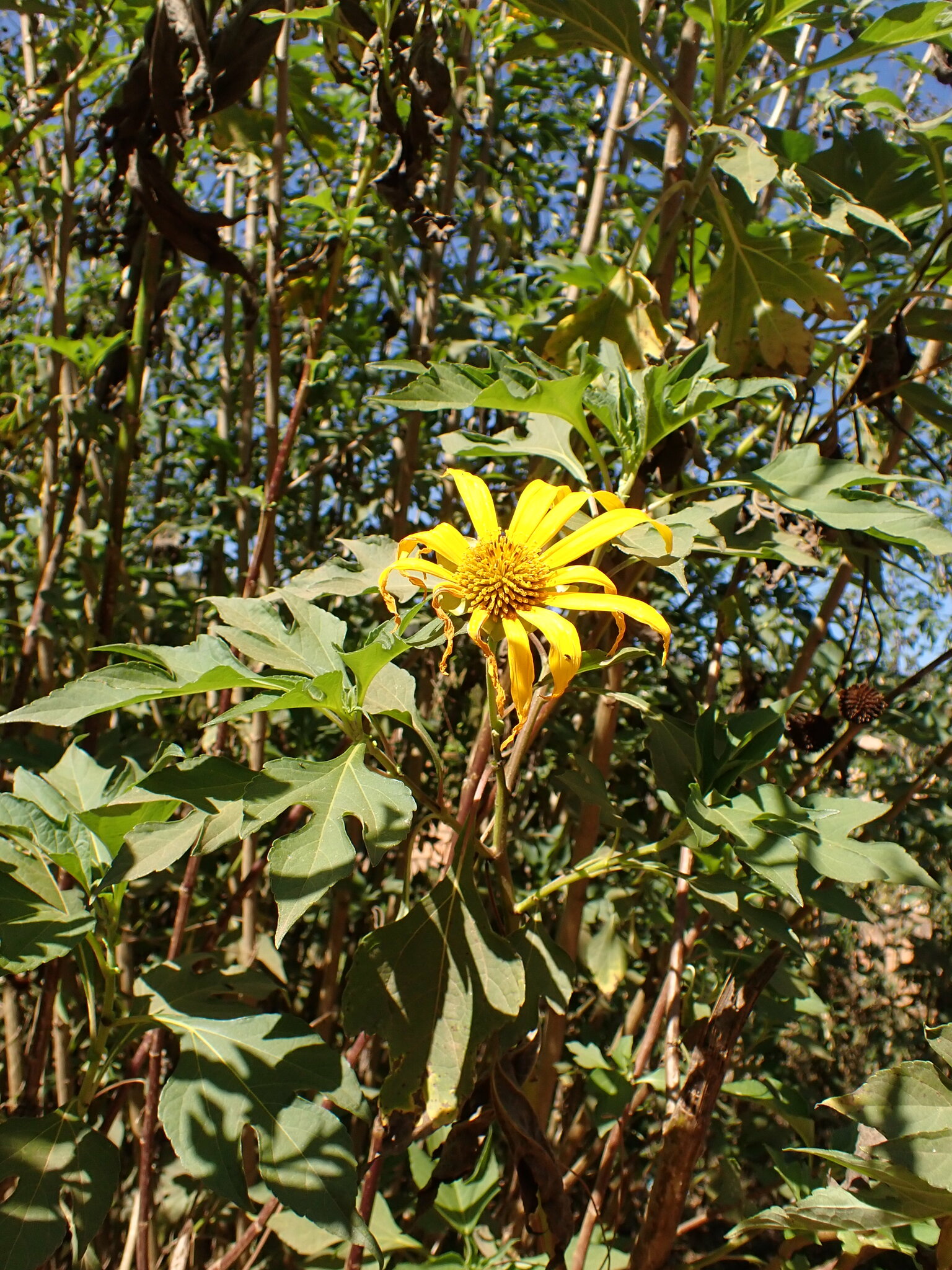 Tithonia diversifolia