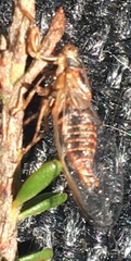 Drymopsalta daemeli