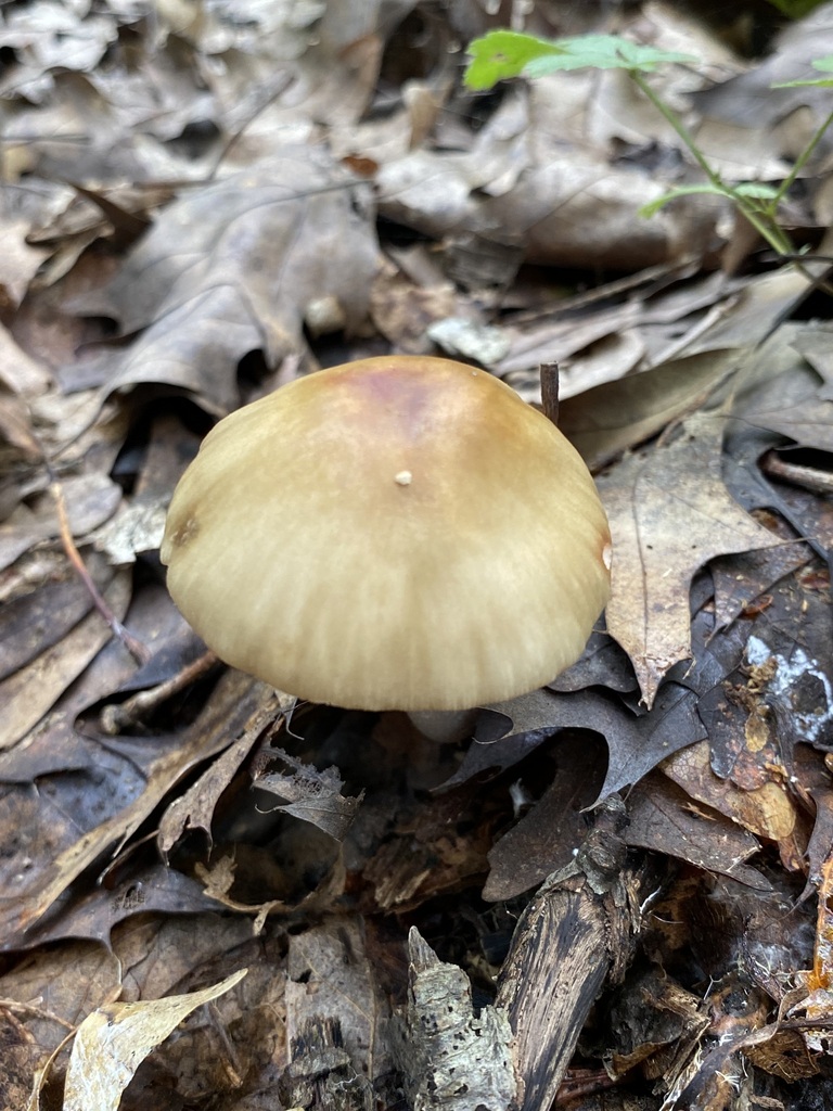 Amanita amerirubescens group in August 2023 by jim · iNaturalist