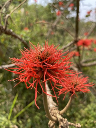 Redhot Poker Tree (Erythrina abyssinica)