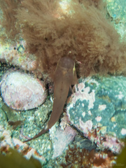 Haplocylix littoreus