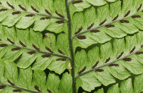 Diplazium sandwichianum