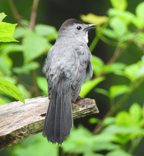 Gray Catbird