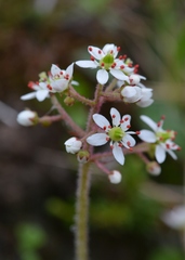 Micranthes nelsoniana aestivalis