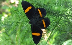 Panara soana