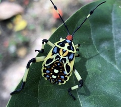 Pachylis laticornis