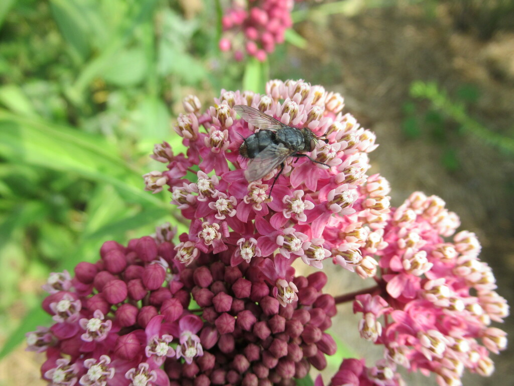 Bristle Flies from Waldersee Manitoba Canada on August 7, 2023 at 0311