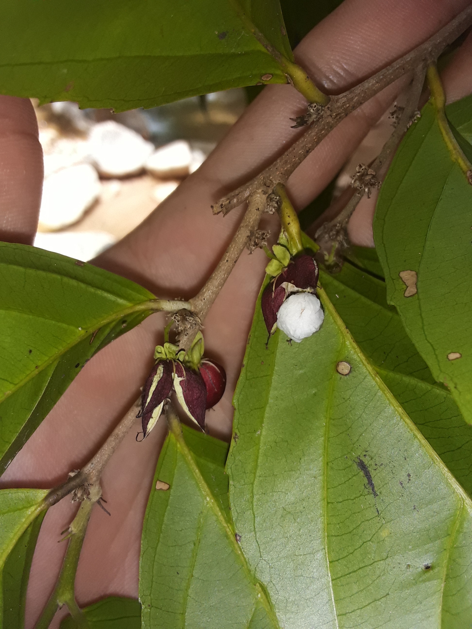 Imagem de Pimenta-de-macaco