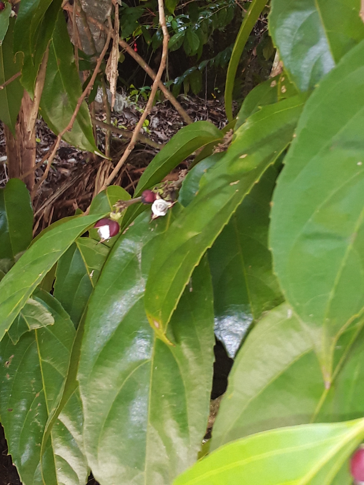 Imagem de Pimenta-de-macaco