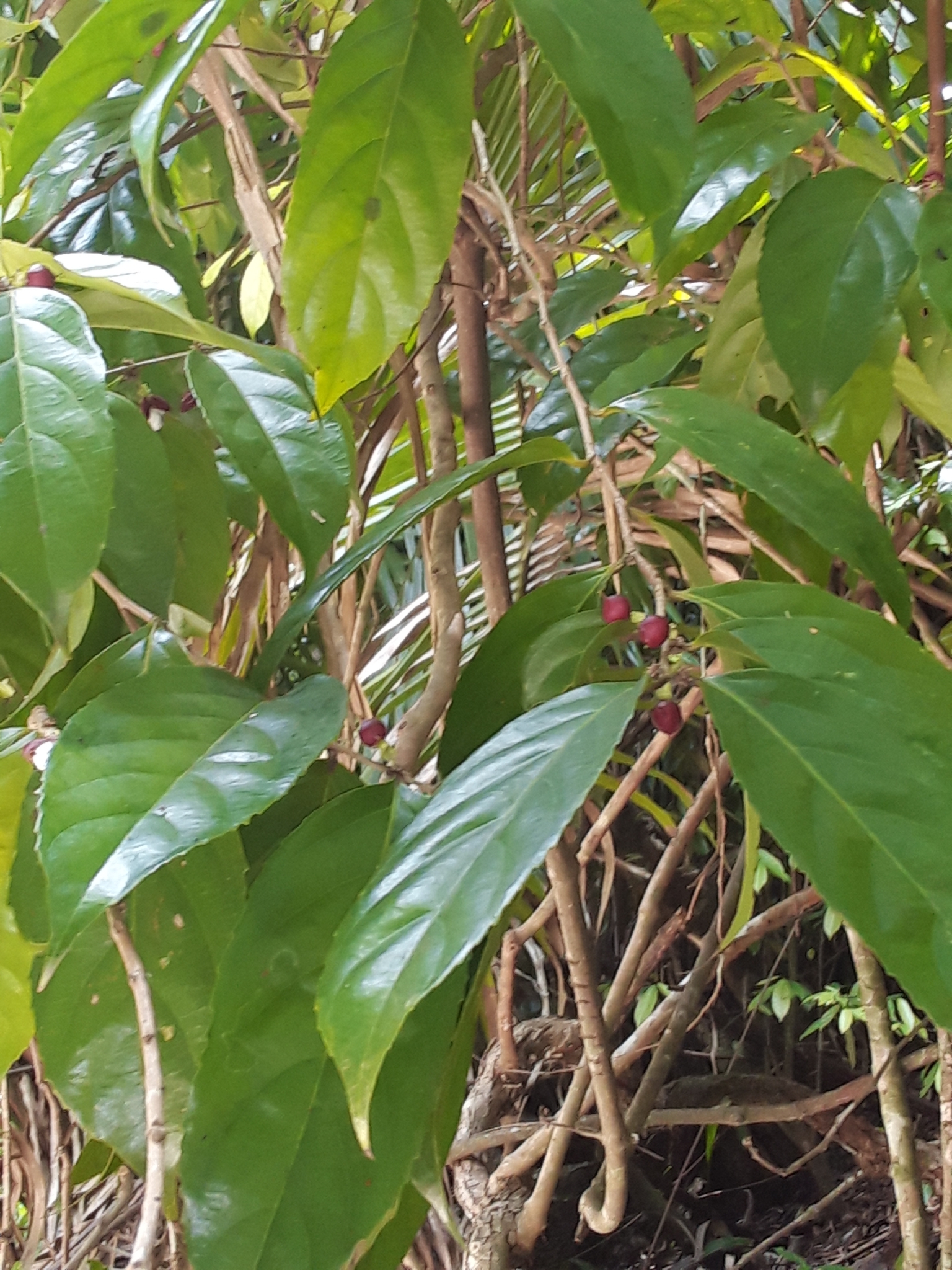 Imagem de Pimenta-de-macaco