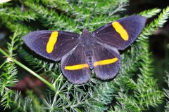Panara soana