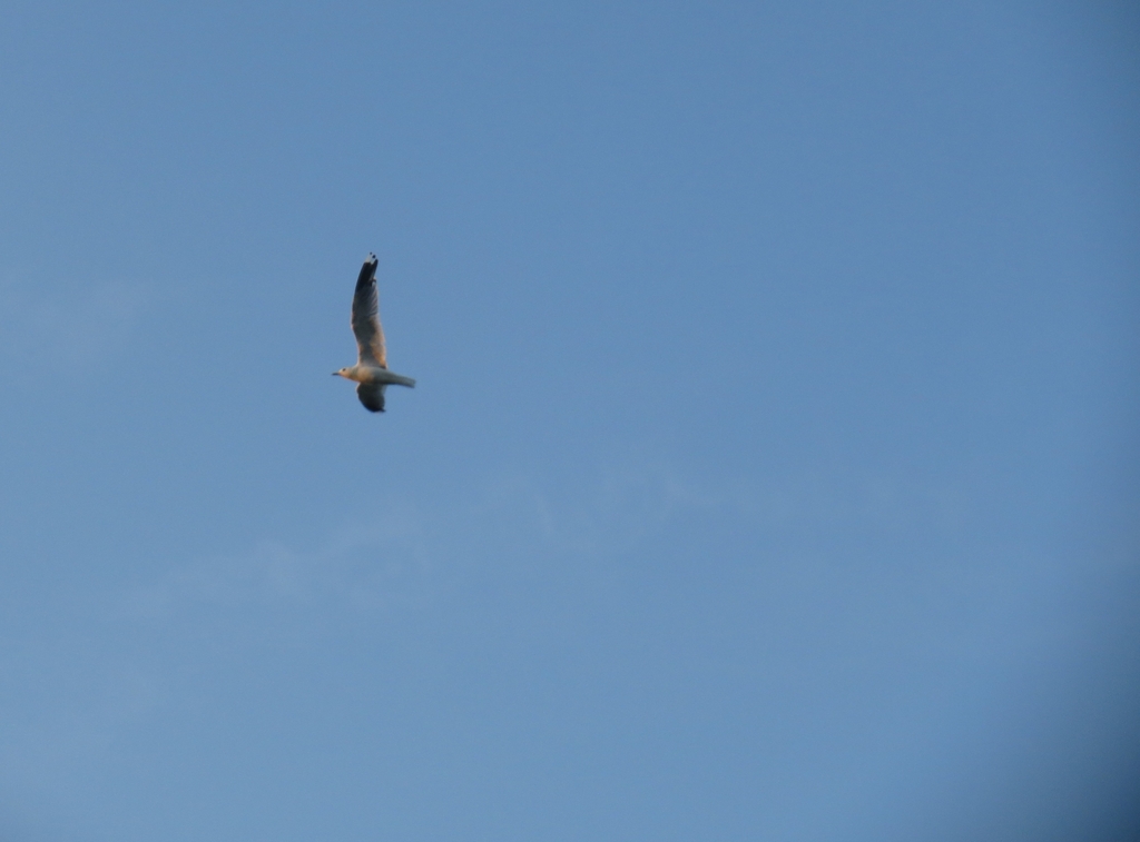 Russian Common Gull