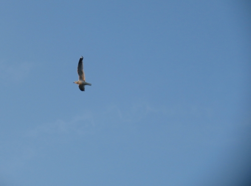 Russian Common Gull