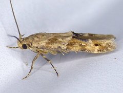 Mompha stellella